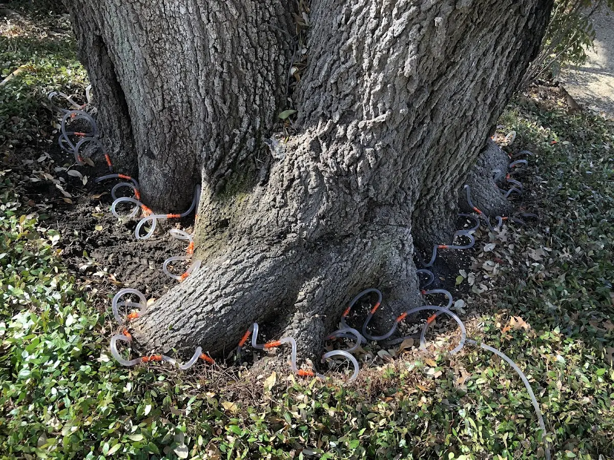 Detailed Tree Cabling and Bracing job site in Newbury Park